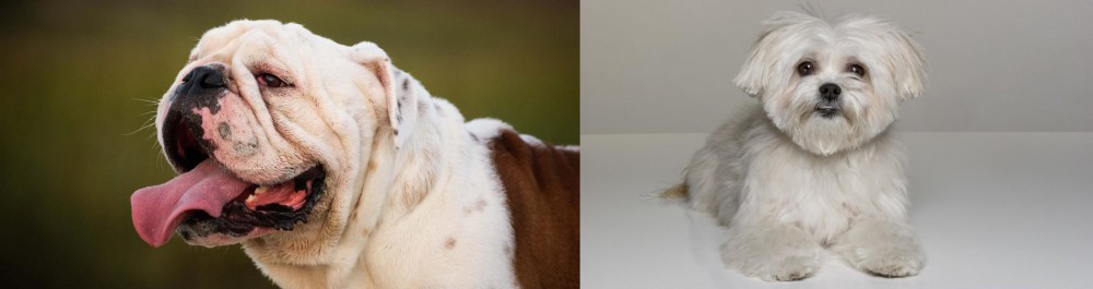 Kyi-Leo vs English Bulldog - Breed Comparison