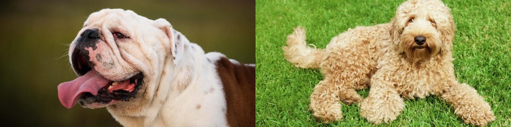 Labradoodle vs English Bulldog - Breed Comparison