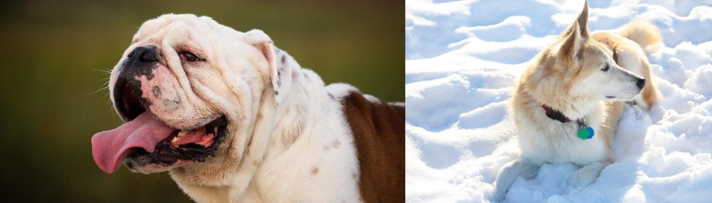 Labrador Husky vs English Bulldog - Breed Comparison