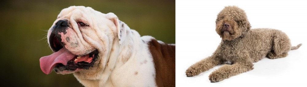 Lagotto Romagnolo vs English Bulldog - Breed Comparison