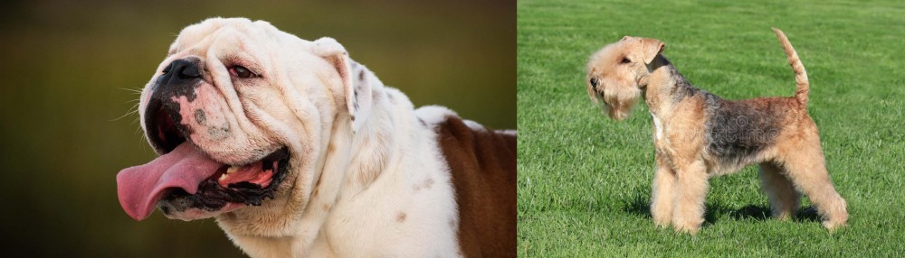 Lakeland Terrier vs English Bulldog - Breed Comparison