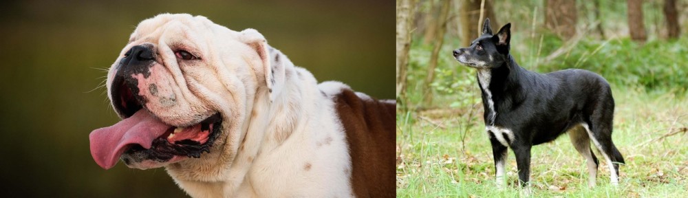Lapponian Herder vs English Bulldog - Breed Comparison