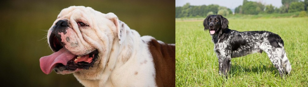 Large Munsterlander vs English Bulldog - Breed Comparison