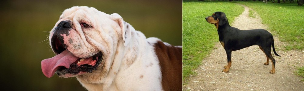 Latvian Hound vs English Bulldog - Breed Comparison