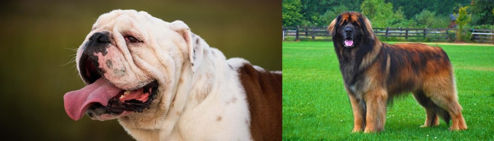 Leonberger vs English Bulldog - Breed Comparison