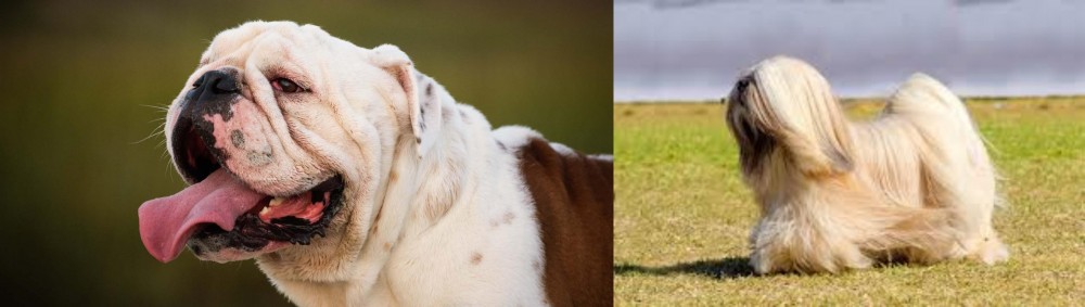 Lhasa Apso vs English Bulldog - Breed Comparison