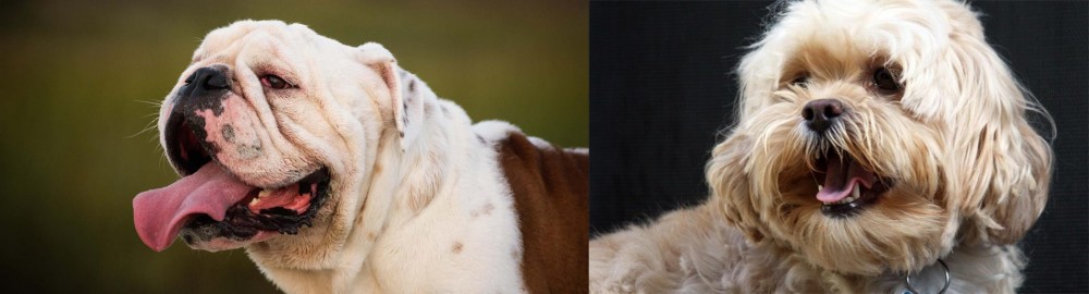 Lhasapoo vs English Bulldog - Breed Comparison