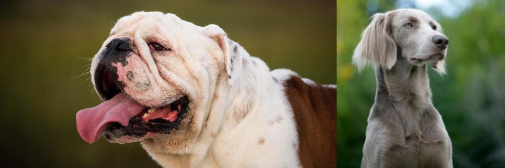 Longhaired Weimaraner vs English Bulldog - Breed Comparison