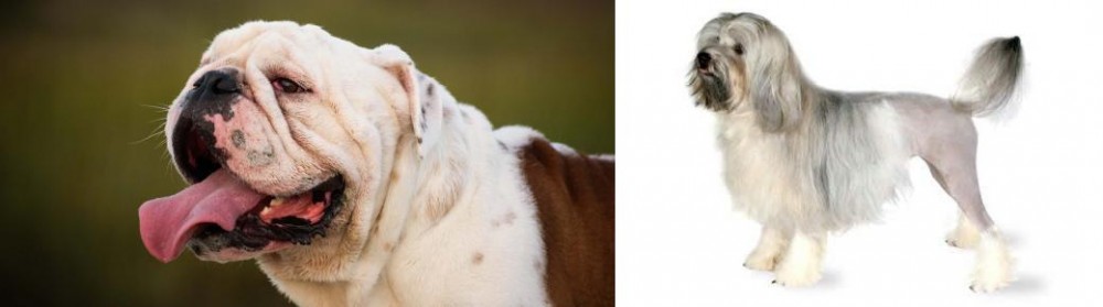 Lowchen vs English Bulldog - Breed Comparison