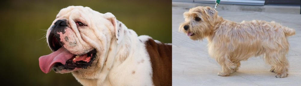 Lucas Terrier vs English Bulldog - Breed Comparison