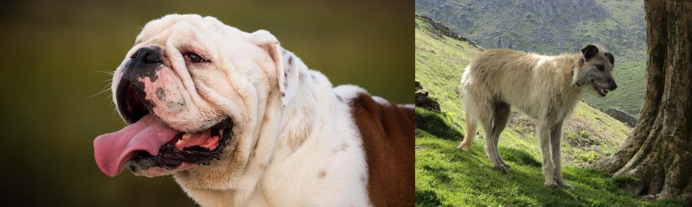 Lurcher vs English Bulldog - Breed Comparison