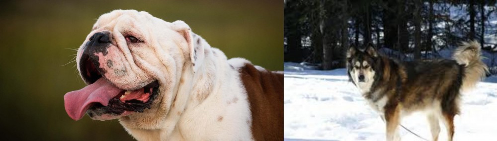 Mackenzie River Husky vs English Bulldog - Breed Comparison