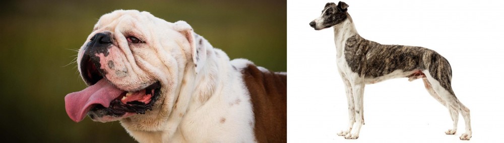 Magyar Agar vs English Bulldog - Breed Comparison