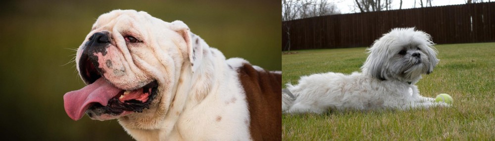 Mal-Shi vs English Bulldog - Breed Comparison