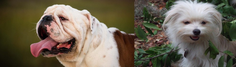 Malti-Pom vs English Bulldog - Breed Comparison