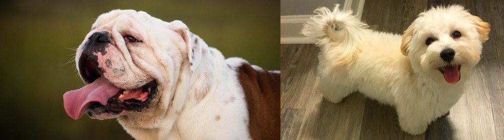 Maltipoo vs English Bulldog - Breed Comparison