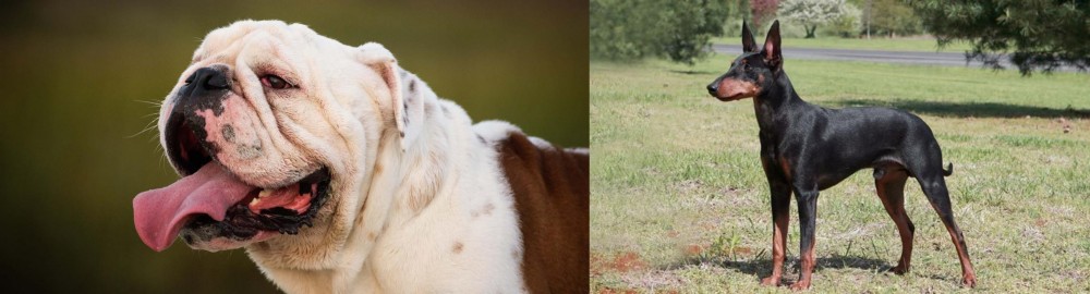 Manchester Terrier vs English Bulldog - Breed Comparison