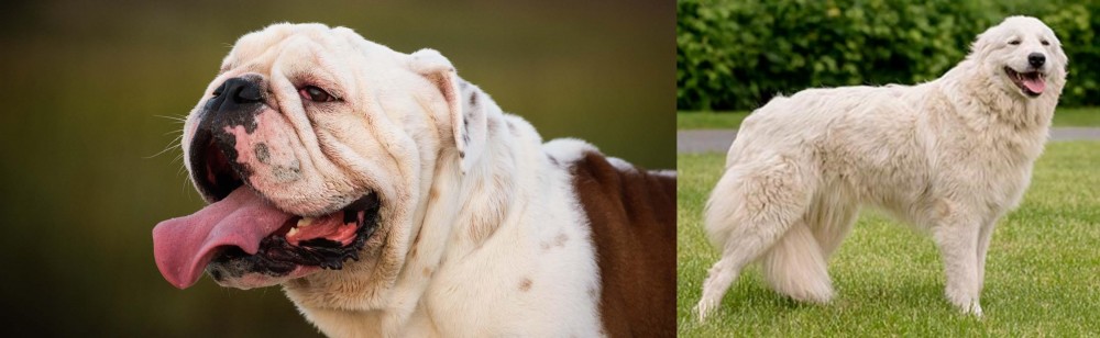 Maremma Sheepdog vs English Bulldog - Breed Comparison