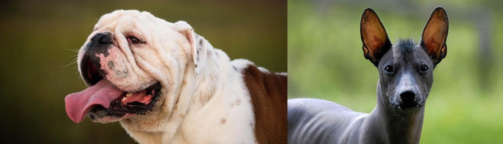 Mexican Hairless vs English Bulldog - Breed Comparison