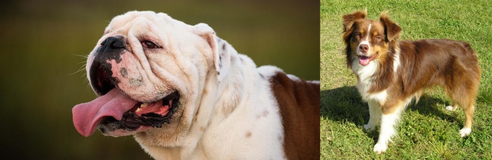 Miniature Australian Shepherd vs English Bulldog - Breed Comparison