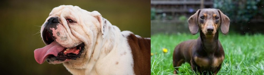 Miniature Dachshund vs English Bulldog - Breed Comparison