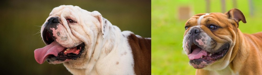 Miniature English Bulldog vs English Bulldog - Breed Comparison