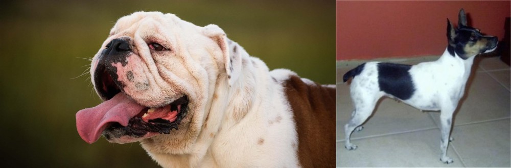 Miniature Fox Terrier vs English Bulldog - Breed Comparison