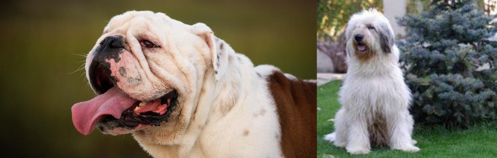 Mioritic Sheepdog vs English Bulldog - Breed Comparison