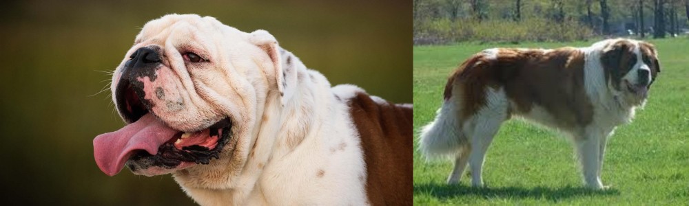 Moscow Watchdog vs English Bulldog - Breed Comparison