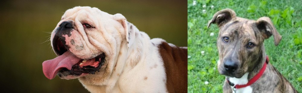 Mountain Cur vs English Bulldog - Breed Comparison
