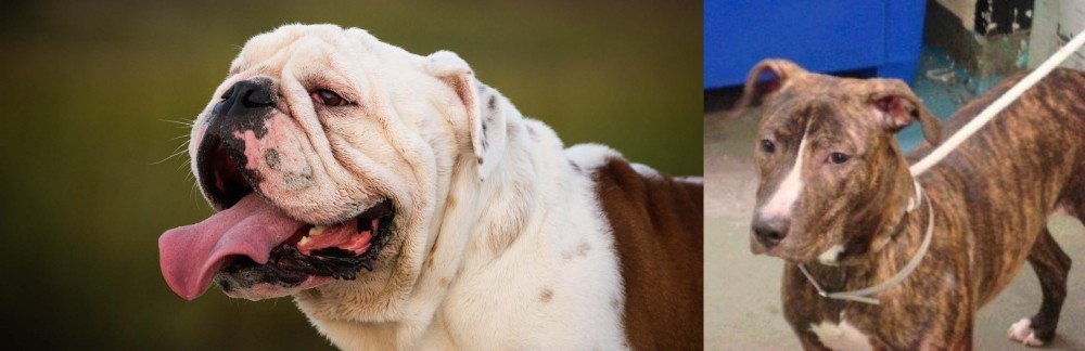 Mountain View Cur vs English Bulldog - Breed Comparison