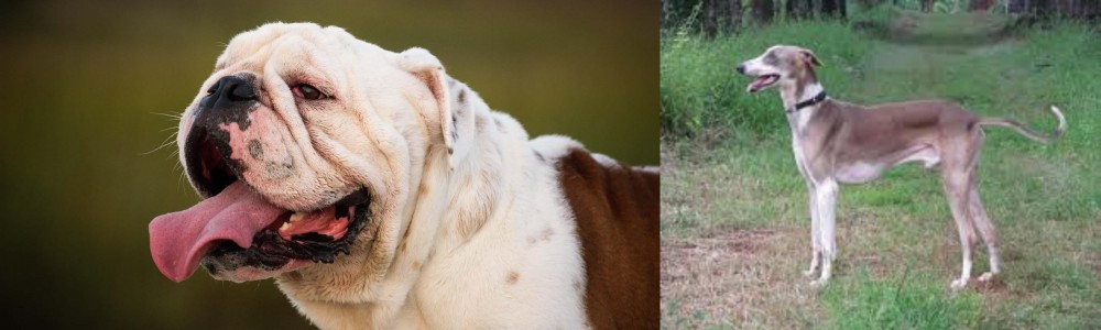 Mudhol Hound vs English Bulldog - Breed Comparison
