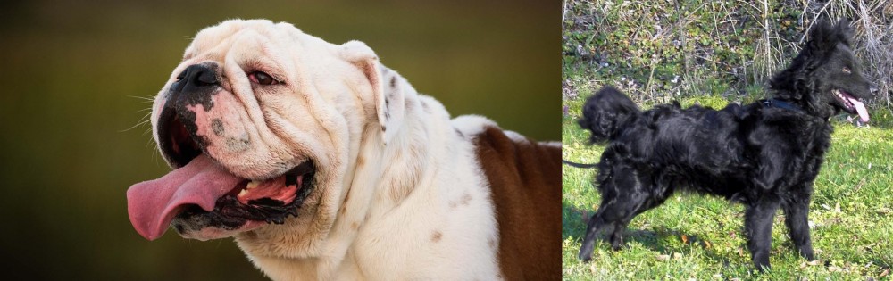 Mudi vs English Bulldog - Breed Comparison