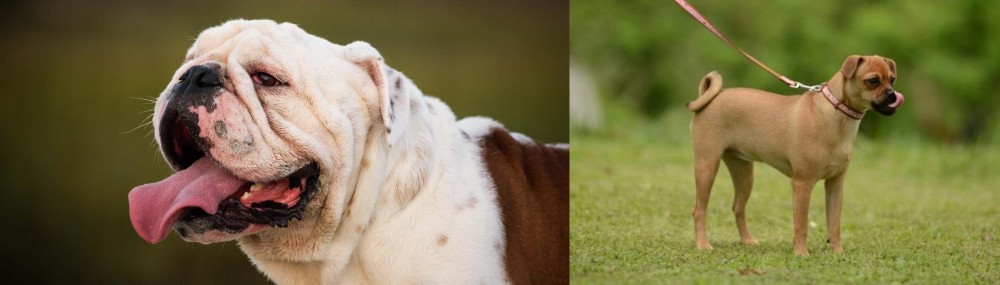 Muggin vs English Bulldog - Breed Comparison