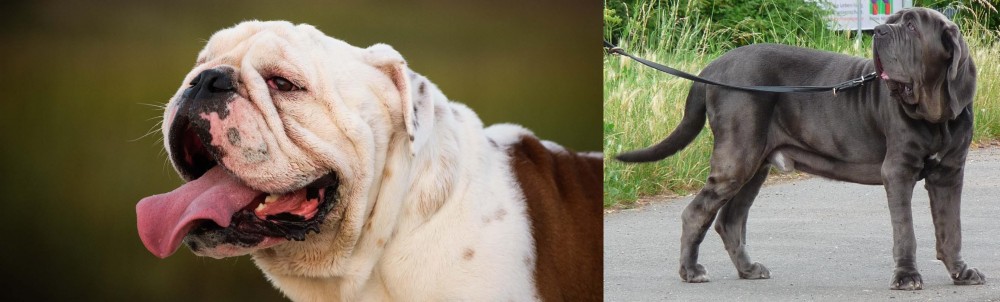 Neapolitan Mastiff vs English Bulldog - Breed Comparison