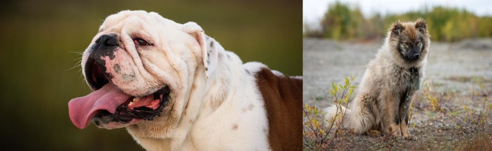 Nenets Herding Laika vs English Bulldog - Breed Comparison