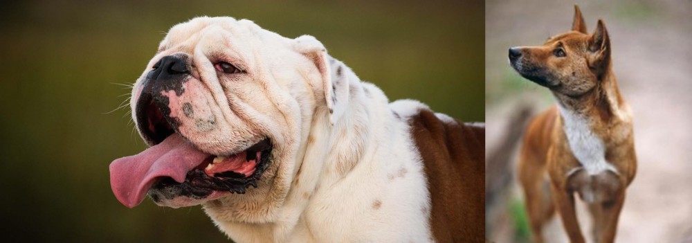 New Guinea Singing Dog vs English Bulldog - Breed Comparison