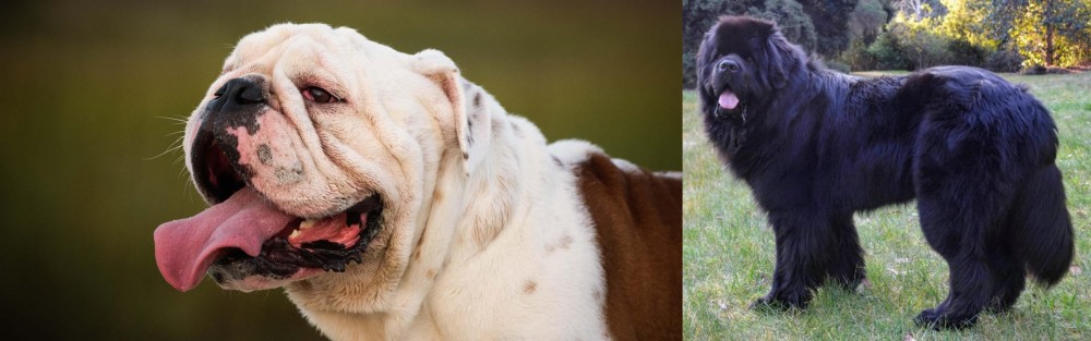 Newfoundland Dog vs English Bulldog - Breed Comparison