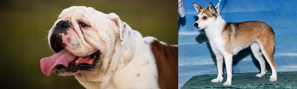Norwegian Lundehund vs English Bulldog - Breed Comparison