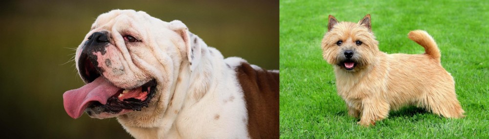 Norwich Terrier vs English Bulldog - Breed Comparison