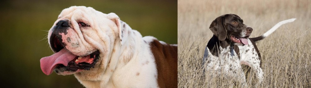 Old Danish Pointer vs English Bulldog - Breed Comparison