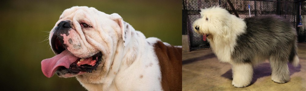 Old English Sheepdog vs English Bulldog - Breed Comparison