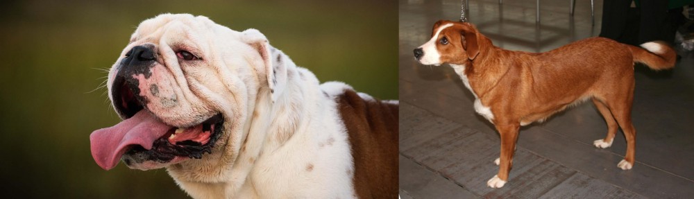 Osterreichischer Kurzhaariger Pinscher vs English Bulldog - Breed Comparison