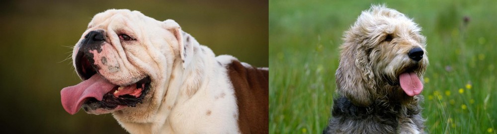 Otterhound vs English Bulldog - Breed Comparison