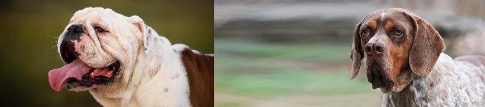 Pachon Navarro vs English Bulldog - Breed Comparison
