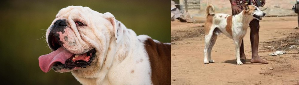 Pandikona vs English Bulldog - Breed Comparison
