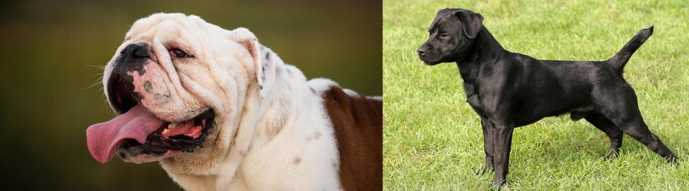Patterdale Terrier vs English Bulldog - Breed Comparison