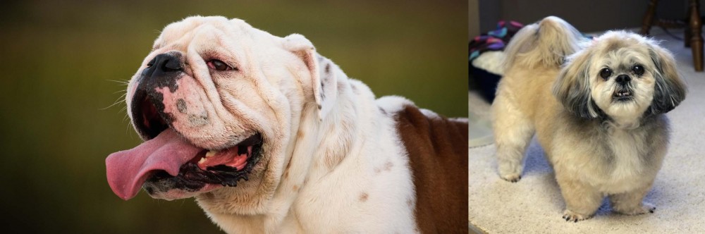 PekePoo vs English Bulldog - Breed Comparison