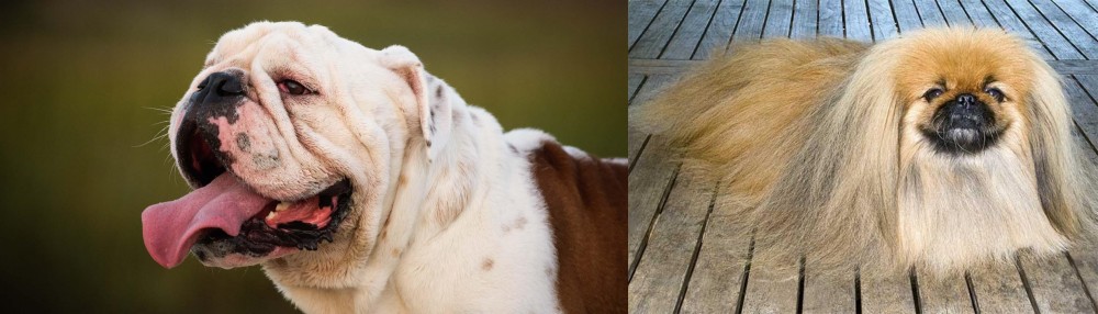 Pekingese vs English Bulldog - Breed Comparison