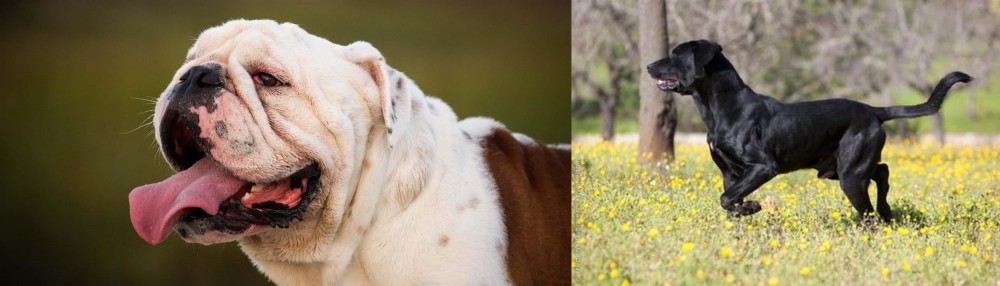 Perro de Pastor Mallorquin vs English Bulldog - Breed Comparison